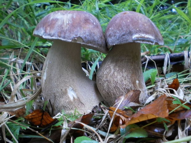 hríb dubový Boletus reticulatus Schaeff.