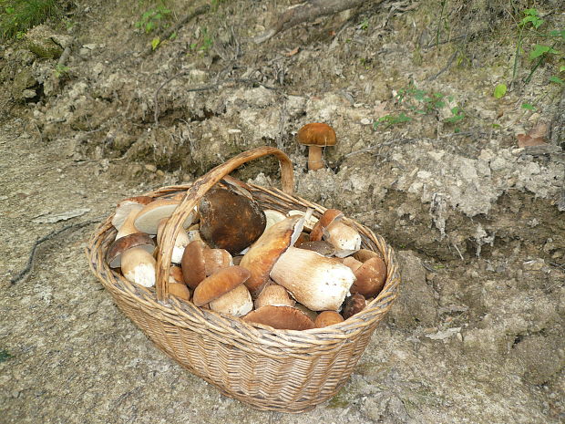 hríb dubový Boletus reticulatus Schaeff.