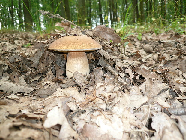 hríb dubový Boletus reticulatus Schaeff.