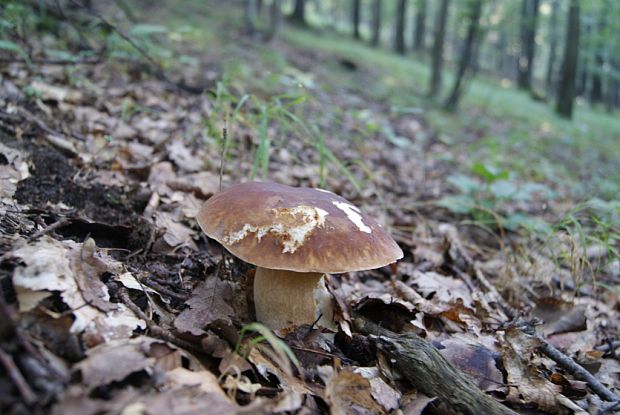 hríb dubový Boletus reticulatus Schaeff.