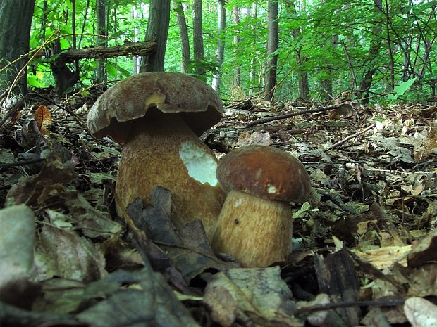 hríb dubový Boletus reticulatus Schaeff.