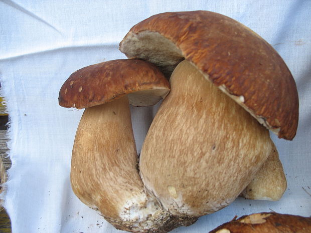 hríb  Boletus sp.