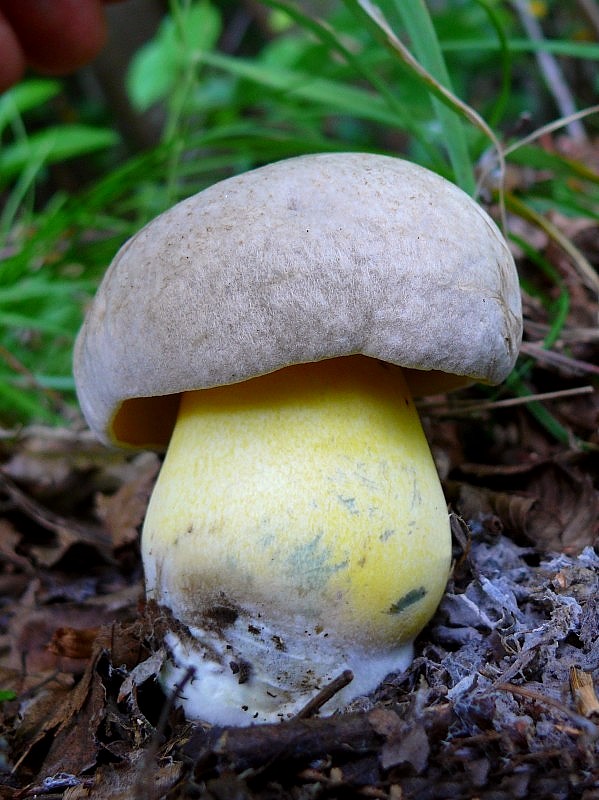 hríb striebristý Butyriboletus fechtneri (Velen.) D. Arora & J.L. Frank