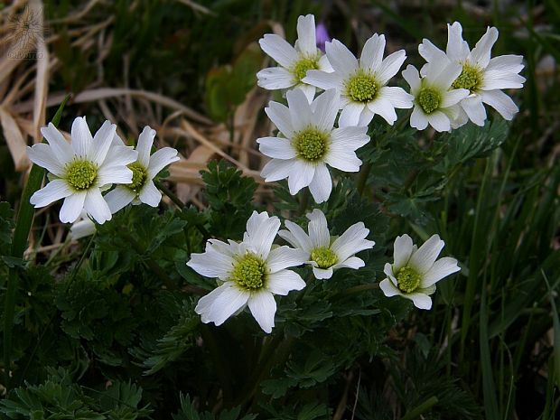 rutovník koriandrolistý Callianthemum coriandrifolium Rchb.