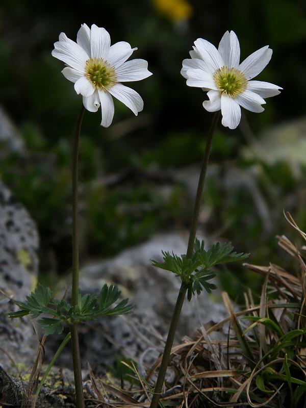 rutovník koriandrolistý Callianthemum coriandrifolium Rchb.