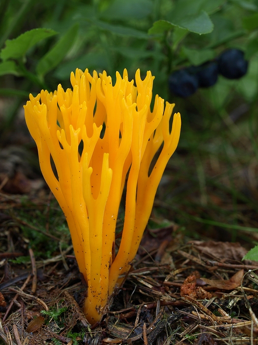 parôžkovec lepkavý Calocera viscosa (Pers.) Fr.