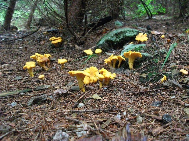 kuriatko jedlé Cantharellus cibarius Fr.