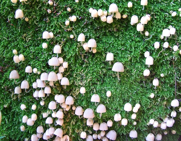 hnojník rozsiaty Coprinellus disseminatus (Pers.) J.E. Lange