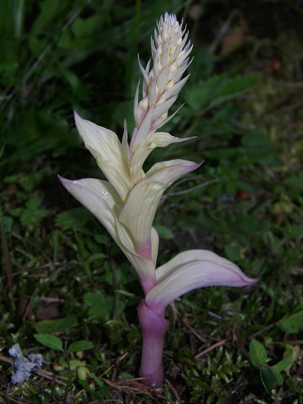 kruštík širokolistý pravý Epipactis helleborine subsp. helleborine (L.) Crantz