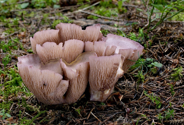 lievikovec kyjakovitý Gomphus clavatus (Pers.) Gray