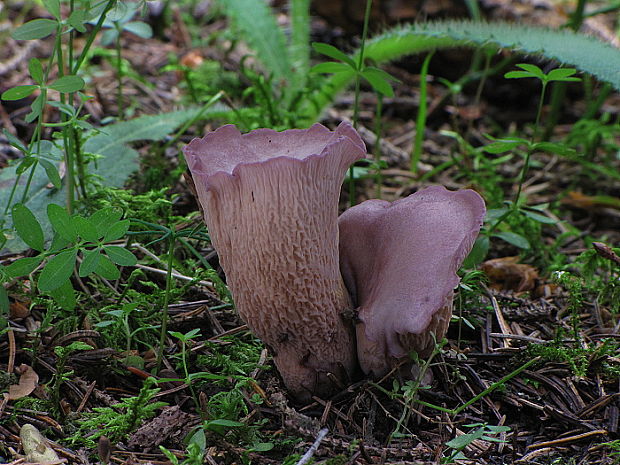 lievikovec kyjakovitý Gomphus clavatus (Pers.) Gray