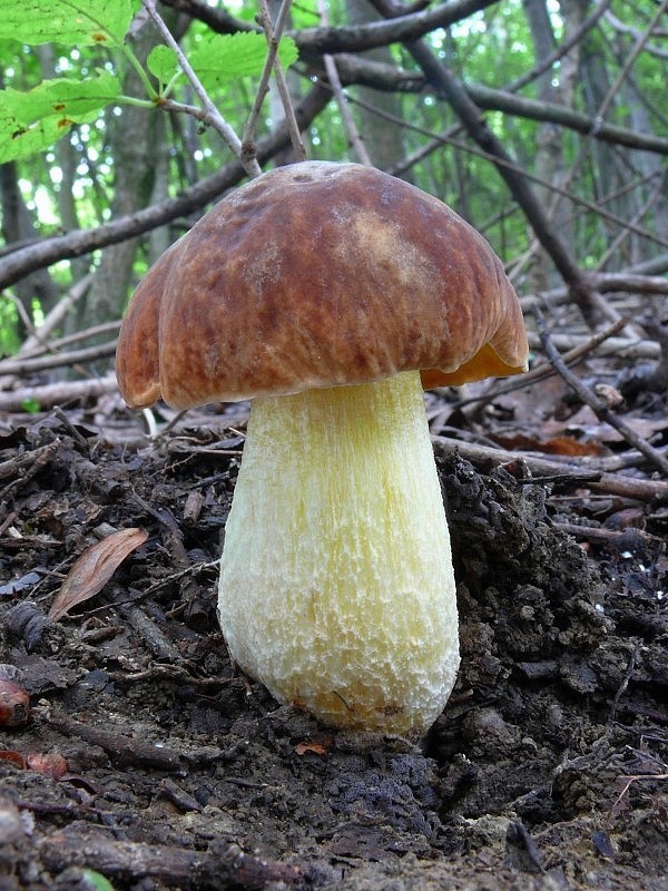 hríb jamkatý Hemileccinum depilatum (Redeuilh) Šutara