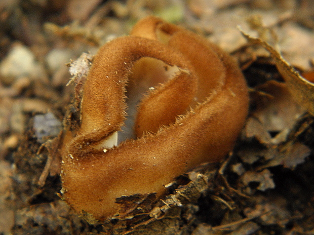 humária polguľovitá Humaria hemisphaerica (F.H. Wigg.) Fuckel