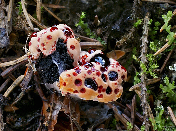 jelenkovka pálčivá Hydnellum peckii Banker