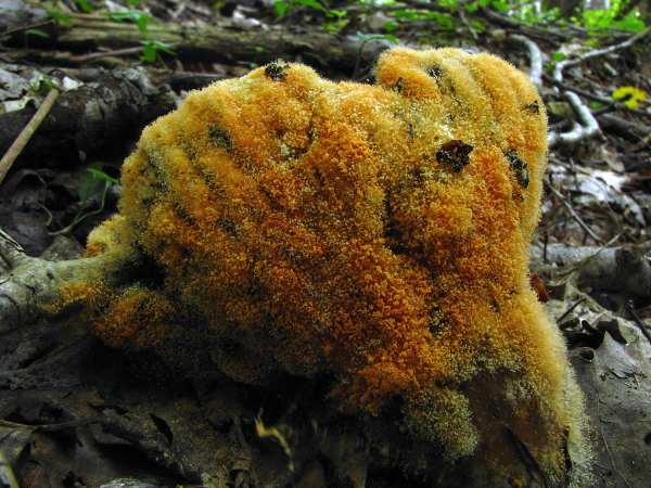 hubožer Hypomyces sp.