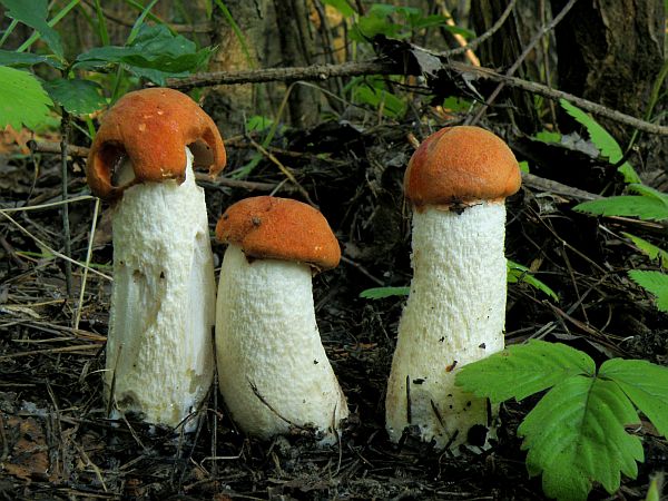 kozák osikový Leccinum albostipitatum den Bakker & Noordel.