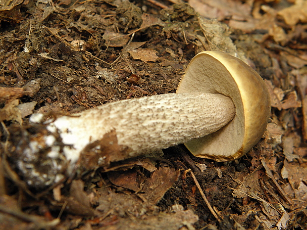 kozák hrabový Leccinum pseudoscabrum (Kallenb.) Šutara