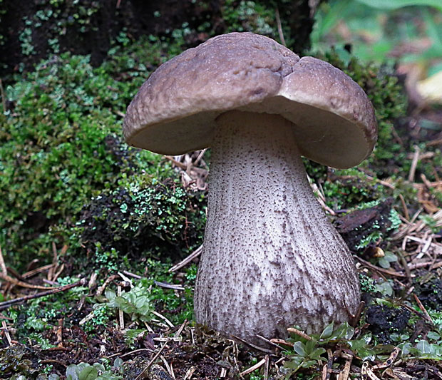 kozák hrabový Leccinum pseudoscabrum (Kallenb.) Šutara