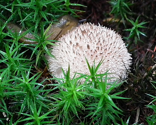 prášnica bradavičnatá Lycoperdon perlatum Pers.