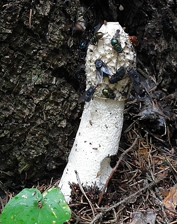 hadovka smradľavá Phallus impudicus L.