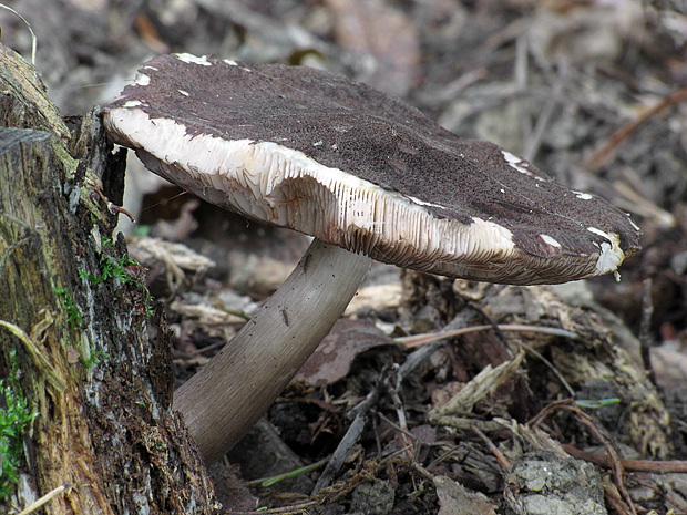 štítovka čiernolupeňová Pluteus atromarginatus (Konrad) Kühner