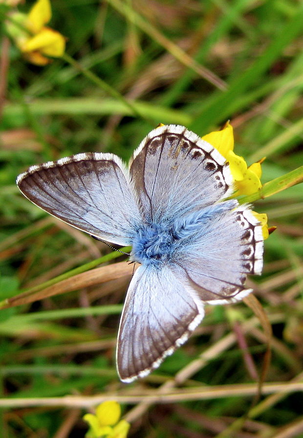 modráčik vikový Polyommatus coridon