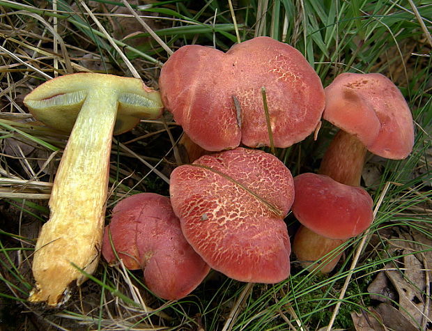 suchohríb marhuľovožltý Rheubarbariboletus armeniacus (Quél.) Vizzini, Simonini & Gelardi