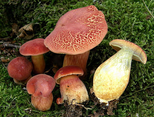 suchohríb marhuľovožltý Rheubarbariboletus armeniacus (Quél.) Vizzini, Simonini & Gelardi