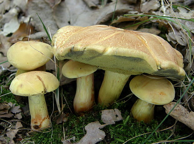 suchohríb marhuľovožltý Rheubarbariboletus armeniacus (Quél.) Vizzini, Simonini & Gelardi