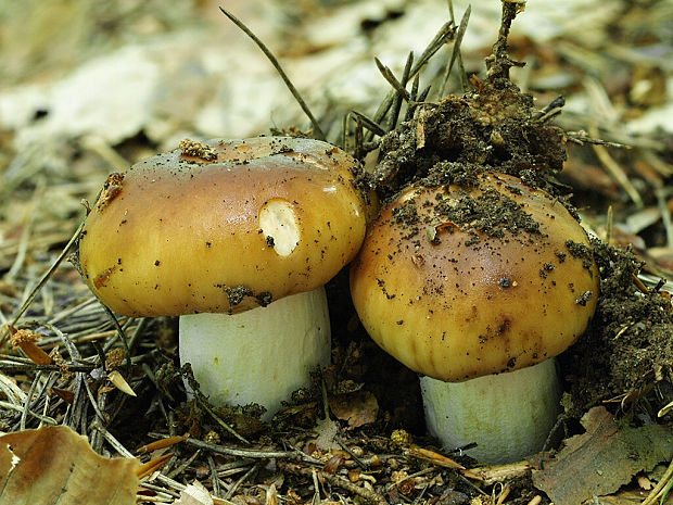 plávka smradľavá Russula foetens Pers.