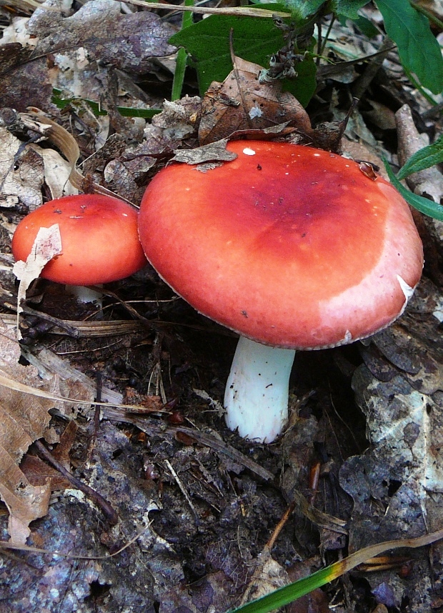 plávka jahodovočervená Russula paludosa Britzelm.