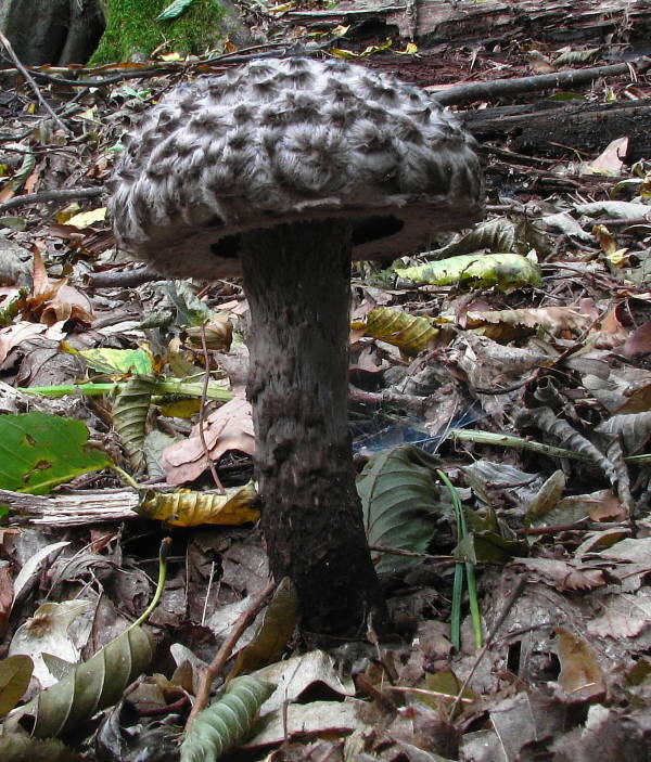 šiškovec šupinatý Strobilomyces strobilaceus (Scop.) Berk.