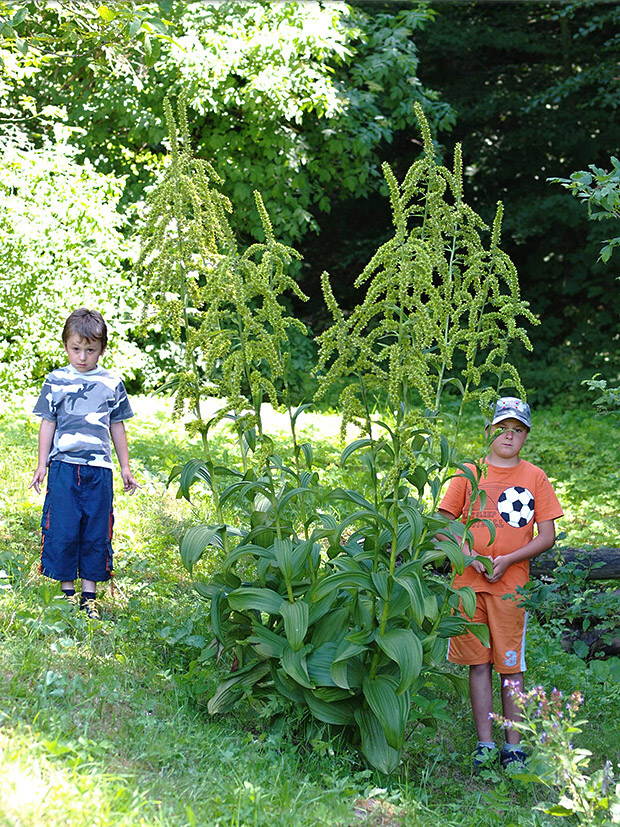 kýchavica biela lobelova Veratrum album subsp. lobelianum (Bernh.) Arcang.