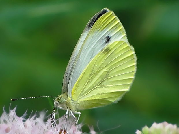 mlynárik pieris napi