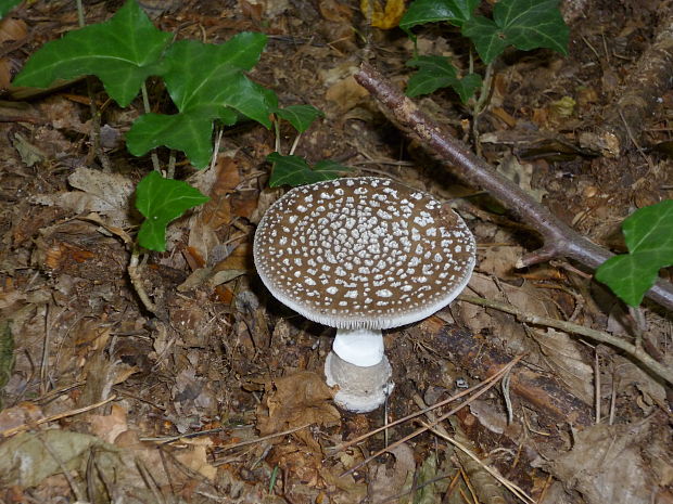 muchotrávka tigrovaná Amanita pantherina (DC.) Krombh.