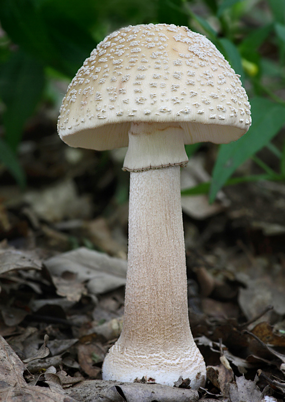 muchotrávka červenkastá Amanita rubescens Pers.