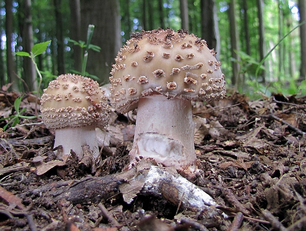 muchotrávka červenkastá-muchomůrka růžovka Amanita rubescens Pers.