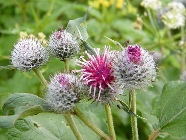 lopúch plstnatý Arctium tomentosum Mill.