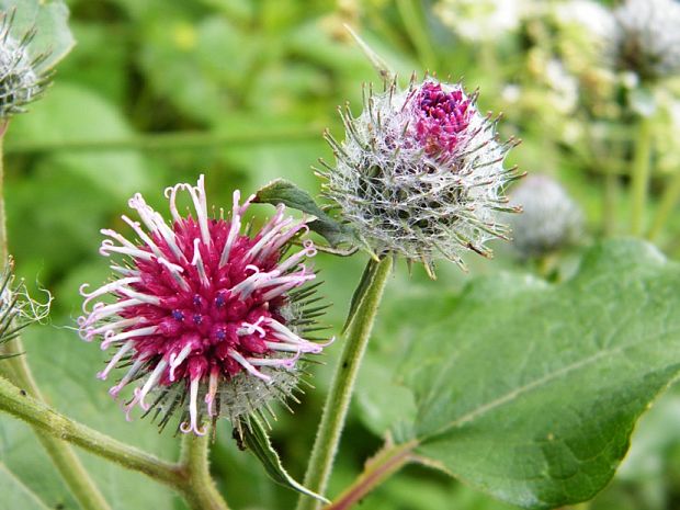 lopúch plstnatý Arctium tomentosum Mill.