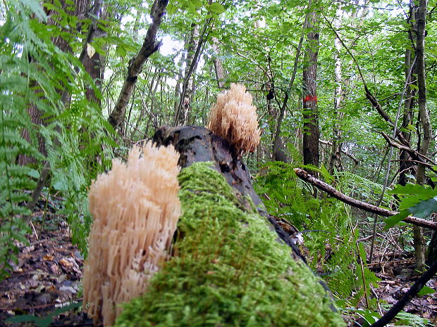 korunovec svietnikovitý Artomyces pyxidatus (Pers.) Jülich