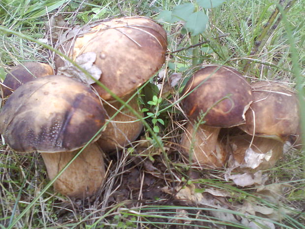 hríb bronzový Boletus aereus Bull. ex Fr.