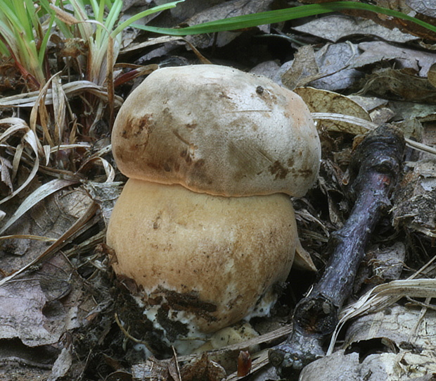 hríb bronzový Boletus aereus Bull. ex Fr.