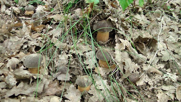 hríb bronzový Boletus aereus Bull. ex Fr.