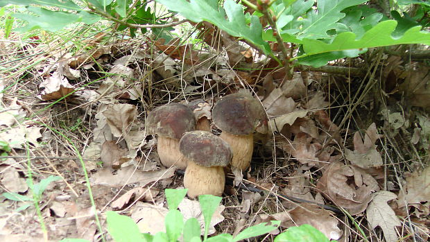 hríb bronzový Boletus aereus Bull. ex Fr.