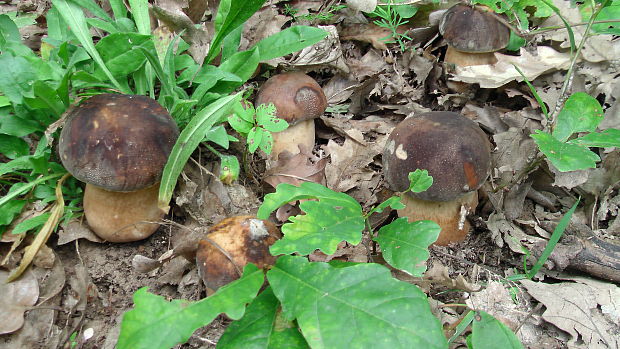 hríb bronzový Boletus aereus Bull. ex Fr.