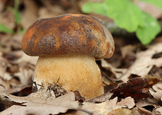 hríb bronzový Boletus aereus Bull. ex Fr.