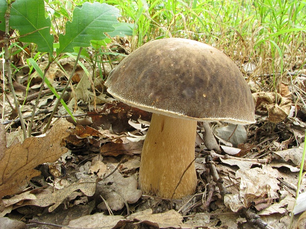 hríb bronzový Boletus aereus Bull. ex Fr.