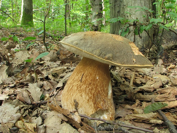 hríb bronzový Boletus aereus Bull. ex Fr.