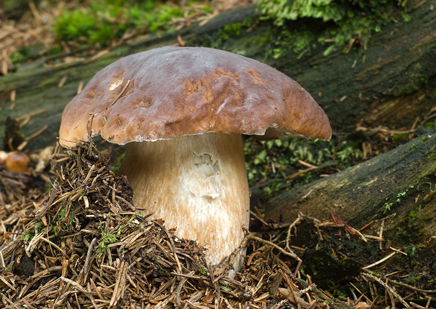 hríb smrekový Boletus edulis Bull.