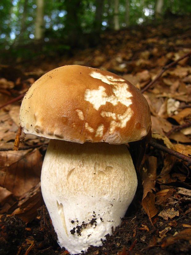 hríb smrekový Boletus edulis Bull.